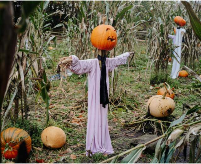 Halloween Family Fun - UFP