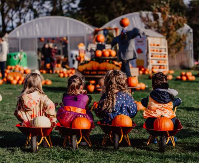 Best Pumpkin Patches in Belfast and Beyond