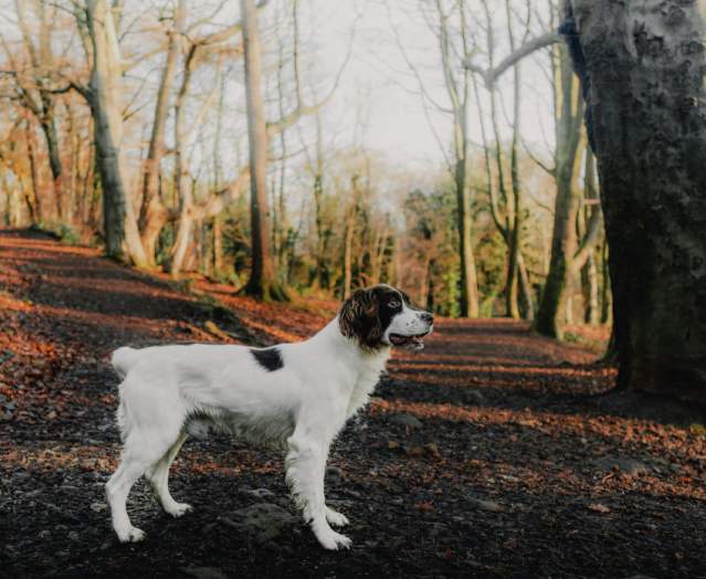 Top Dog Walks in Belfast and Beyond