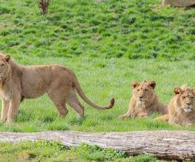 New Lion Trio Arrives at Belfast Zoo in Conservation Milestone