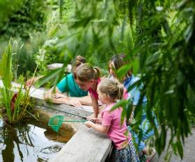 Dragonflies Take Centre Stage at WWT Castle Espie This Summer