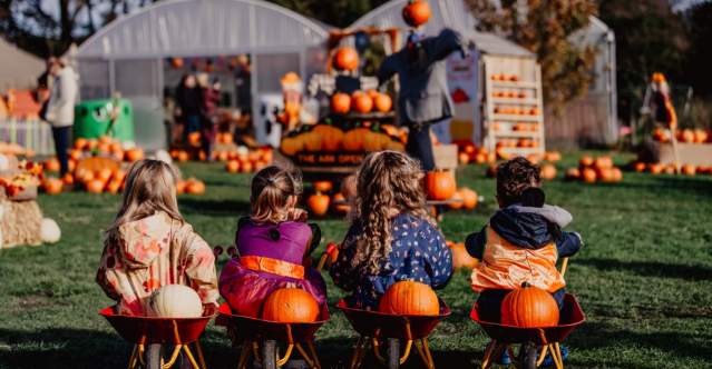 Best Pumpkin Patches in Belfast and Beyond