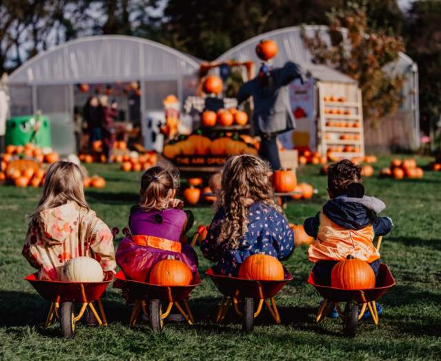 Best Pumpkin Patches in Belfast and Beyond