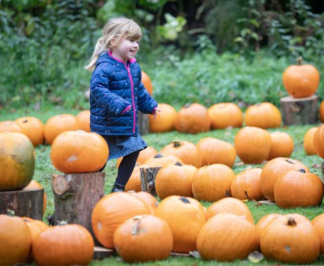 Halloween Family Fun