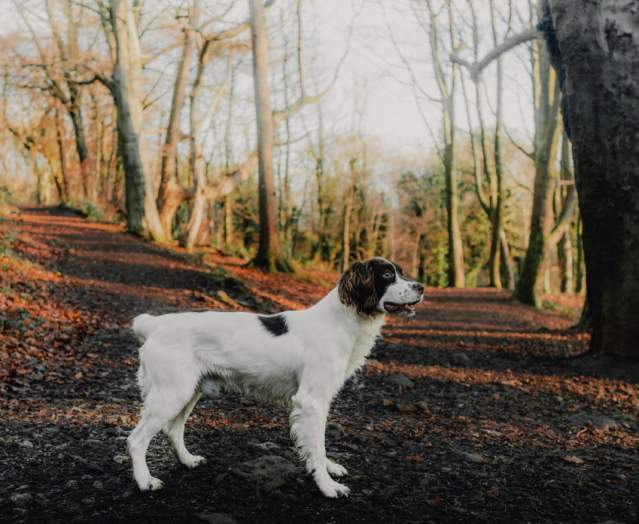 Top Dog Walks in Belfast and Beyond