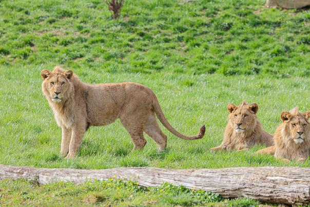 New Lion Trio Arrives at Belfast Zoo in Conservation Milestone