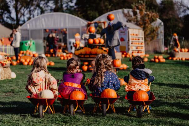 Pumpkin Patch Ark Farm