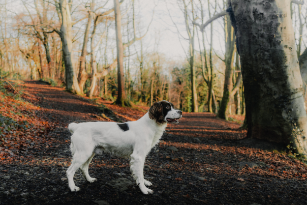 Dog on a forest trail at Cave Hill