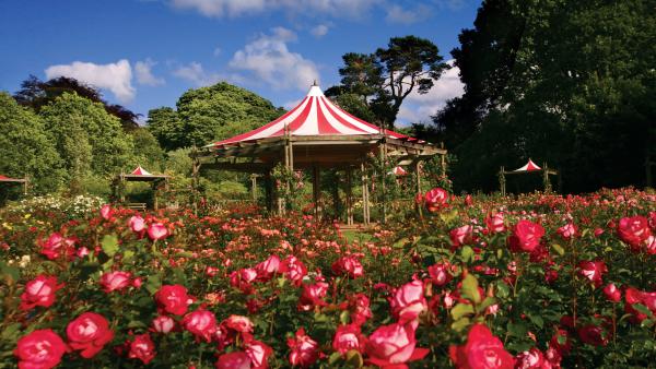 Sir Thomas and Lady Dixon Rose Week
