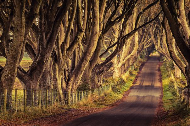 Image of the Dark Hedges.