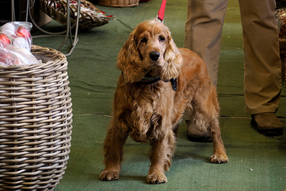 Best Bark Blog