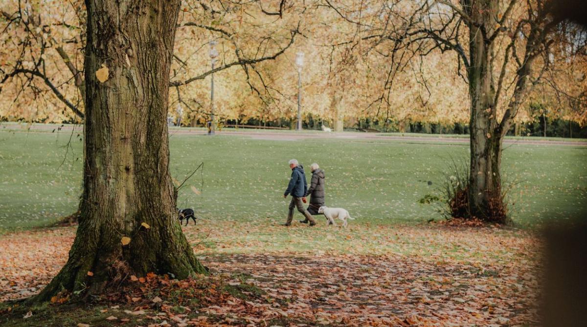 Couple walking through Stormont Estate with their dogs in Autumn