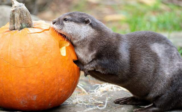 Pumpkin Bash