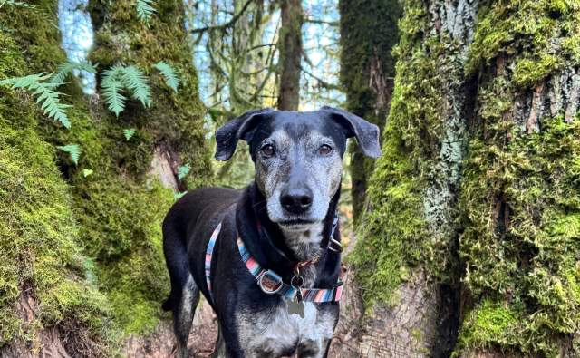 Tradition Plateau Dog Hike