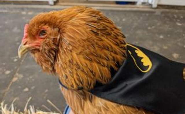 Trick or Treat with the Farm Animals