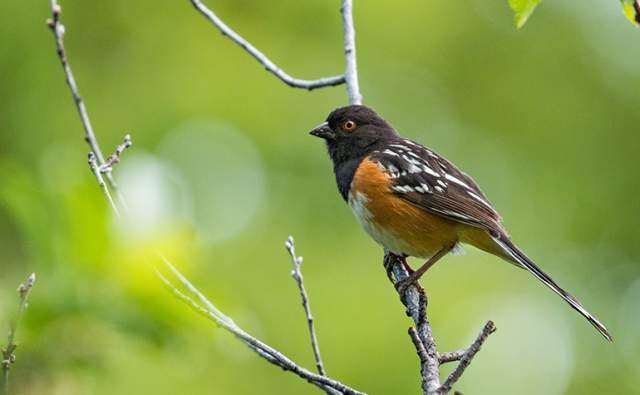 Audubon Bird Walk