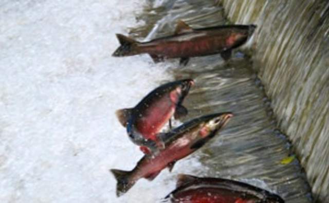 57th Annual Salmon Days