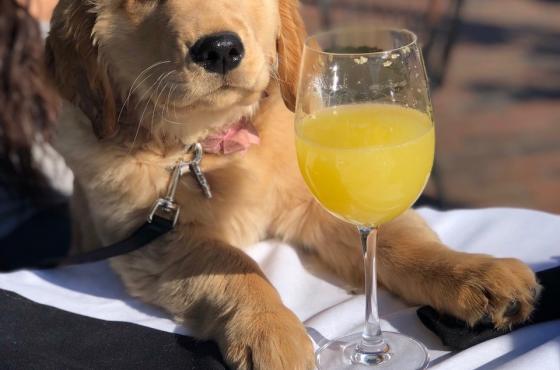 Dog