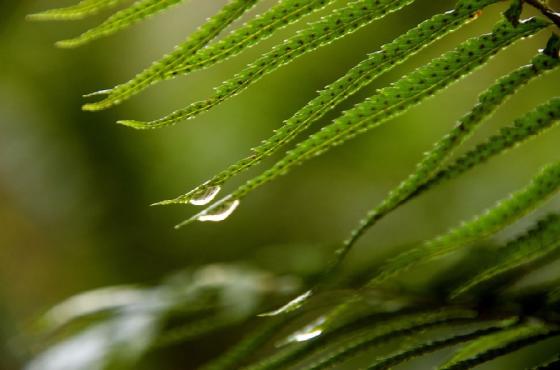 Grand Ridge Park Leaf - Photo Courtesy King County Parks