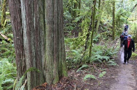 Grand Ridge Park - Photo Courtesy King County Parks