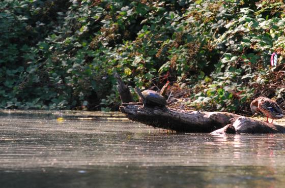 Mercer Slough Boat Launch