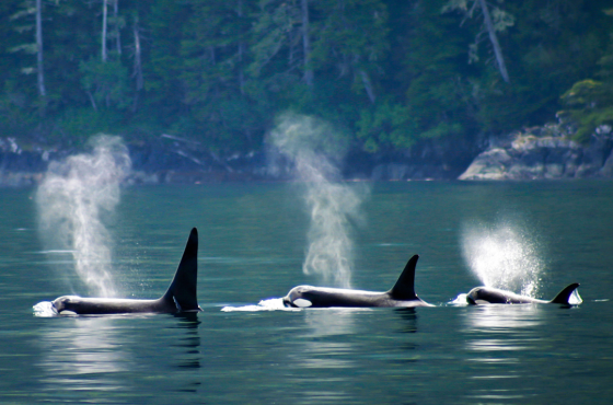 Orca Whales
