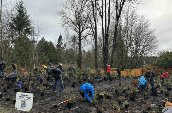 issaquah alps planting