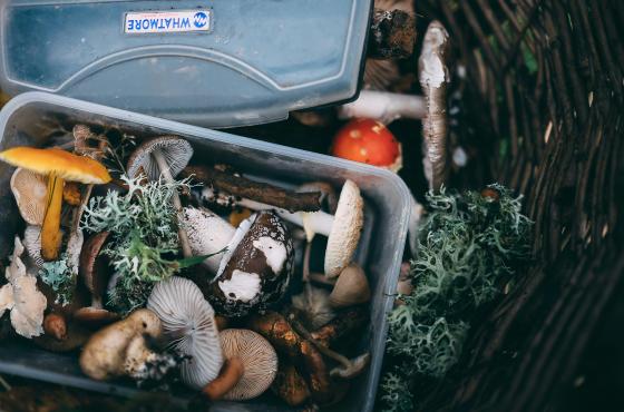 Unsplash Mushroom
