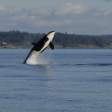 Whale Watching