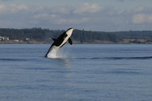 Whale Watching