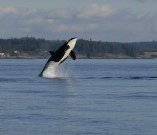 Whale Watching