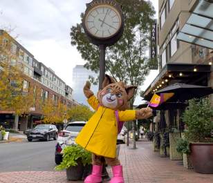 Belle The Bobcat