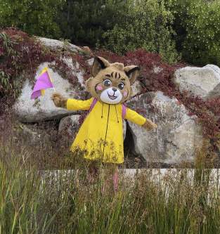 Belle The Bobcat