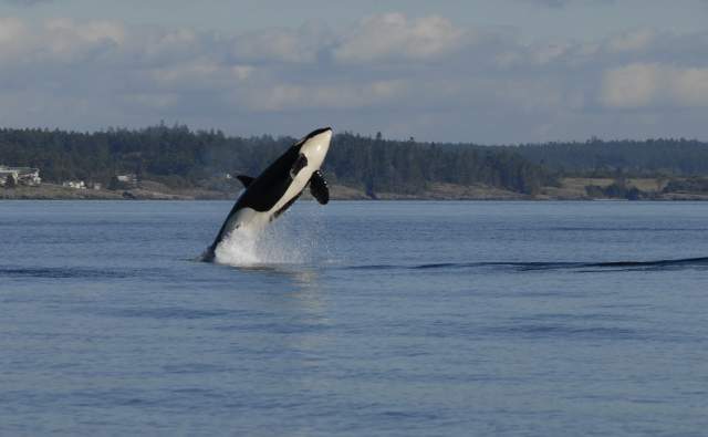 Whale Watching