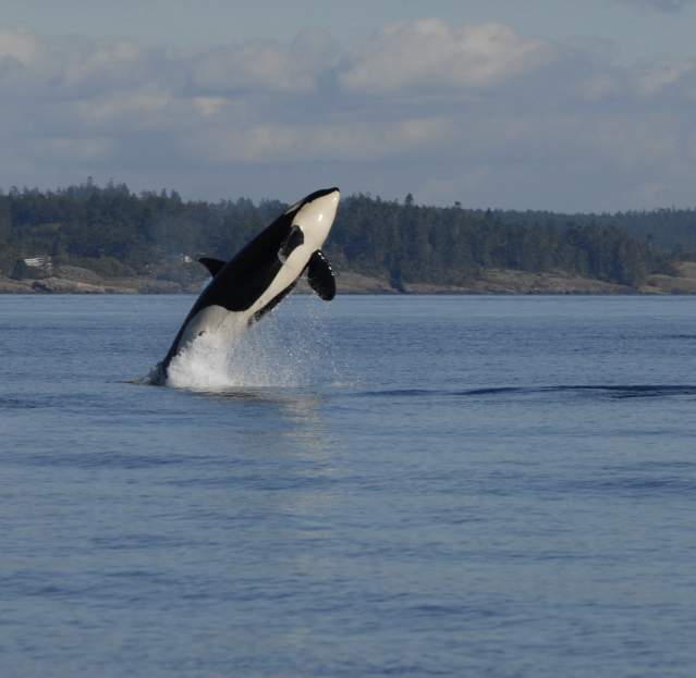 Whale Watching