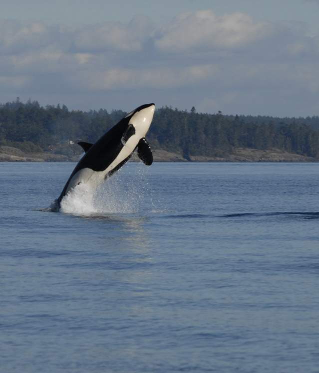 Whale Watching
