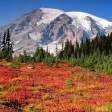 Landscape of Mt Rainier & foliage during fall with multiple layers of reds, oranges, and greens.