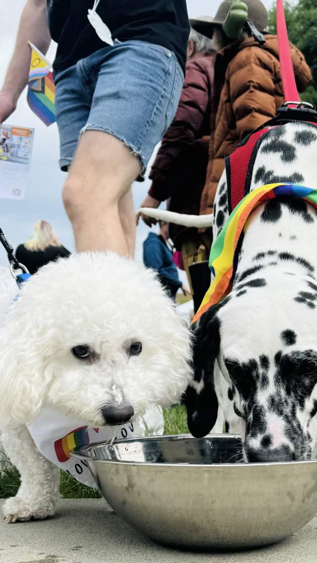 Paws & Pride in Bellevue