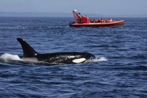 Whale Watching Puget Sound