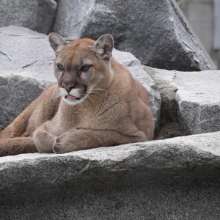 The Vue- Cougar Mountain Zoo and Coal Creek Falls