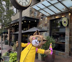 Belle The Bobcat