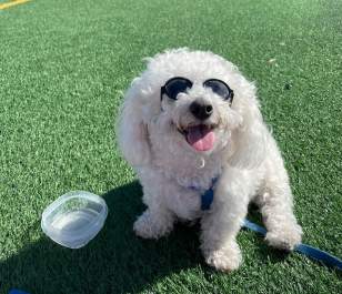 Tofu the Bichon