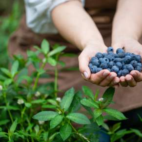 Larsen Lake Blueberry Farm