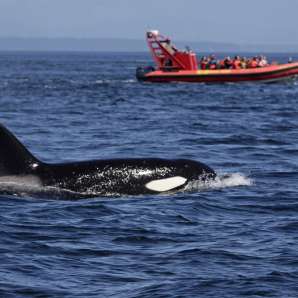 Whale watching Bellevue