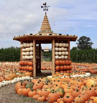 Swans Trail Farm Pumpkin Patch