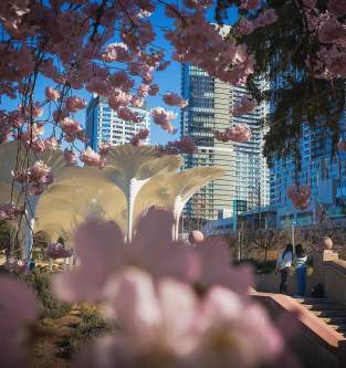 Spring Blooms in Bellevue Downtown Park