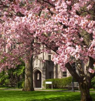 Cherry Blossoms at the University of Washington