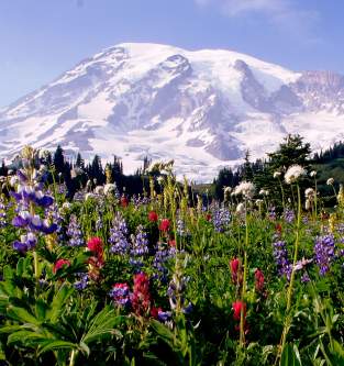 Where to hike to see the flowers at Mt. Rainier National Park