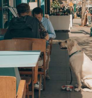 Dog at Restaurant