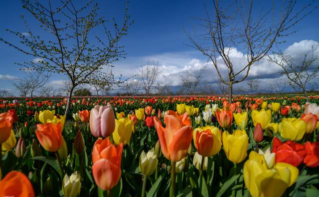 Spring Day Trip: Skagit Valley Tulip Festival 2026